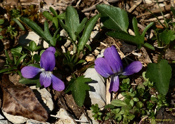 {Viola egglestonii}